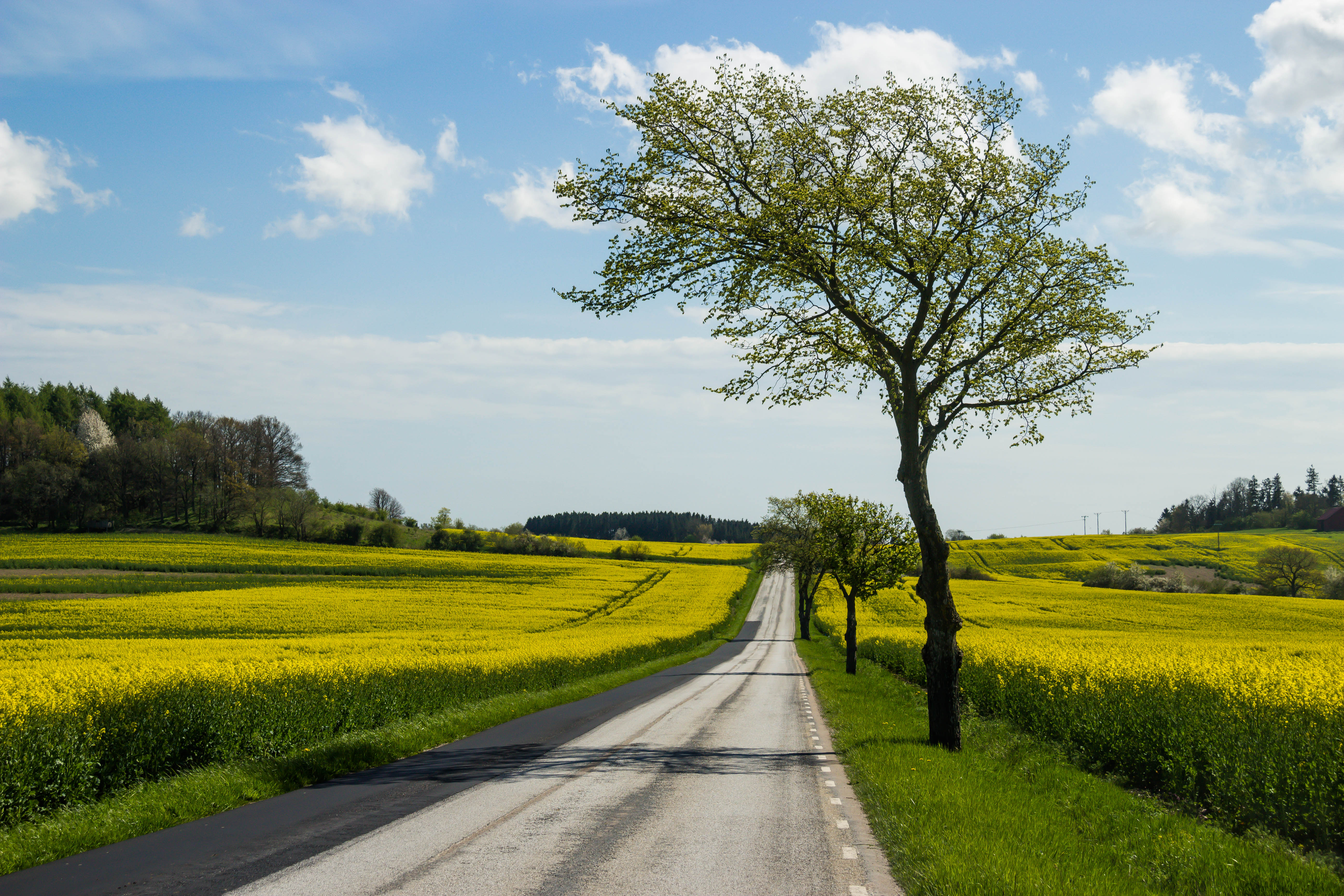 Country road and yellow field