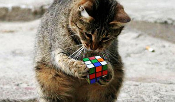 Cat-With-Rubiks-Cube-600x350